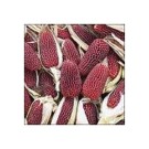 Livingseeds Corns 